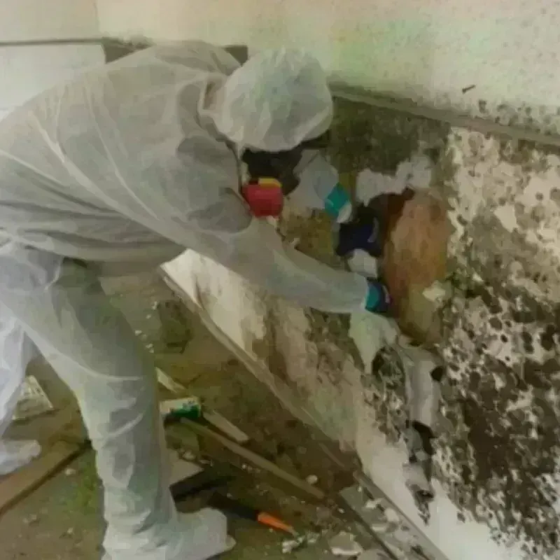 Mold Remediation and Removal in Prentiss, MS